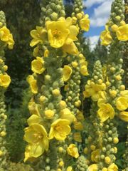 Egyptian Verbascum Leaves (Mullein / Dried Leaves) - Image 2