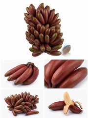 Sri Lankan Oragnic Fresh Banana Red – product photo 1, product detail gallery