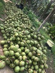 Fresh coconut Quality Best quality Place of Origin - Image 2