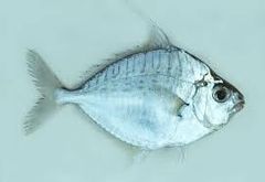 Premium Quality Frozen Ponyfish / Slipmouth (Ikan Petek / Leiognathidae) – Wild Caught & Export Grade - Image 2