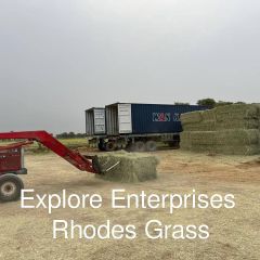 Rhodes Grass - Image 4