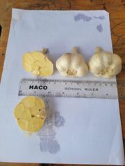 Garlic Taste Intense Aroma Intense Growing Location Volcanic Soils Of Mount Sabyinyo Sourcing Method Ethically Sourced By Smallholder - One Acre Ventures