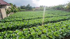 Fresh Cabbage - Image 1