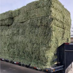 Export Grade Alfalfa Hay Clean Compressed Bale Low Dust High Nutrition for Animal Feed – product photo 3, product detail gallery
