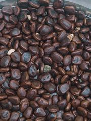 Tamarind seed  Tamarind kernel  Tamarind stone Tamarindus indica seed Tamarind kernel seed  Tamarind kernel powder (when processed)  Tamarind seed coat  Tamarind pit  Tamarind nut  Tamarind grain - Image 6