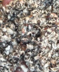 Cotton hulls( animal feed) – product photo 3, product detail gallery