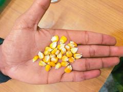Maize Corn – product photo 2, product detail gallery
