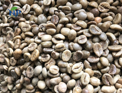 Robusta Coffee scr16-Wet Polished – product photo 4, product detail gallery