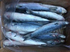 Frozen grey mullet Shelf Life 2 year Packaging 10kgs carton Form Canned Product, Fillets, Scallop,mussel Meat,clam Meat, Steak,portions, Wr,fillets, Wr,hgt,fillets, Wr/tube/strip/ring/tentacle/flower/t+t/wing - Image 1