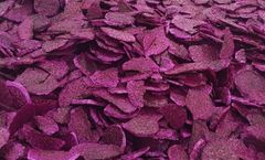 100% Natural Whole Red Dragon Fruit Sliced and Dried with Freeze Dry Technology Retains Natural Color and Flavor Oil-Free - Image 4