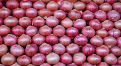 Onion – product photo 1, product detail gallery