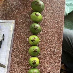 Fresh Lime Low Calorie Delicious Food Packing In Carton/ Fresh Seedless Lemon Export Quality FREE TAX /READY TO SHIP – product photo 2, product detail gallery