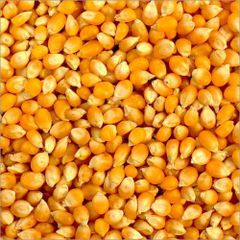 Corn - Image 1