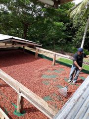 Cocoa Beans for sale. – product photo 2, product detail gallery