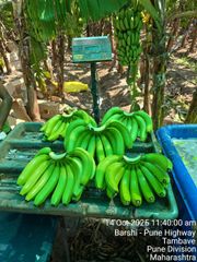 G9 Cavendish Banana Solapur Maharashtra - Image 2