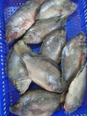 Frozen Black Tilapia Whole Gutted Cleaned WGS/ Tilapia mossambicus Competitive Price - Image 2