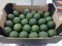 AVOCADO – product photo 1, product detail gallery