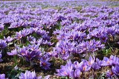 Iranian Saffron Super Negin Grade 1 - Image 4
