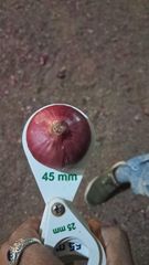 Fresh Indian Onions Nasik - Image 2