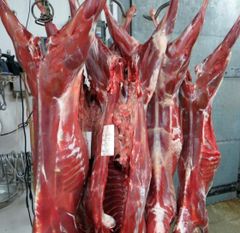 Frozen Buffalo Meat /Frozen Beef - Image 1