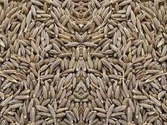 Premium Cumin Seeds (Jeera) – Export Quality by Anant Sarthi Pvt Ltd - Image 3