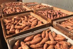 Fresh Potatoes - Image 1