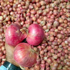 Fresh Onions Small onion Size Small Availability Wholesale - Image 1