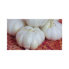 Best Quality Fresh Peeled Garlic For Sale In Cheap Price - Image 1