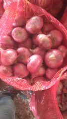 fresh indian onion (nashik) – product photo 2, product detail gallery