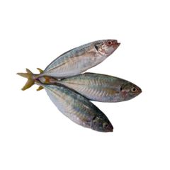 Frozen Mackerel Fish High Protein Seafood Choice Prepared For International Distribution And Import Markets - Image 3