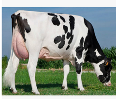 Cheap Pregnant Holstein Heifers Cow/ Healthy Pregnant Holstein Heifers Cattle At Affordable Prices. Holstein Friesian Livestock - Image 1