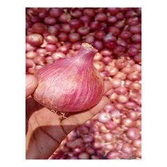 Best Quality Fresh Organic Nutritional And Natural Fresh Red Onion At Wholesale Buy Now at Low Price - Image 3