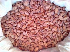 Cocoa Bean – product photo 3, product detail gallery