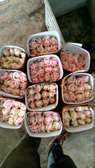 Rose - Image 2