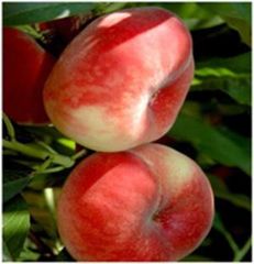 PEACH - Image 1