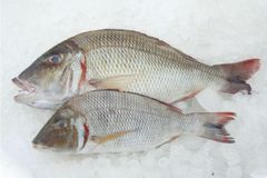 Frozen Emperor Fish – Whole and Gutted - Image 1