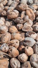 Dehusked/semihusked coconuts - Image 1