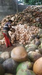 Semi Husked Coconut High Quality – product photo 2, product detail gallery