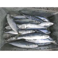 Frozen Mackerel Fish Selected Whole Round Catch Delivering 98% Natural Quality For International Seafood Buyers – product photo 2, product detail gallery