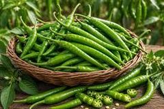 Fresh Indian Green Chilli for Export | FOB/CIF India – product photo 3, product detail gallery