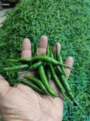 fresh green chilli – product photo 1, product detail gallery