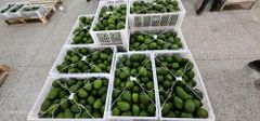 Avocado – product photo 1, product detail gallery