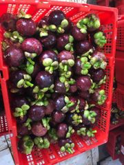 Fresh Mangosteen – product photo 4, product detail gallery
