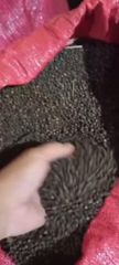 Whole Black Pepper Indonesia GL.550 - Image 2