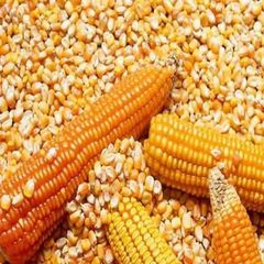 Indian Yellow Maize – Bulk Export Supply - Image 2