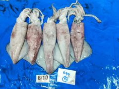 Squid whole - Image 1