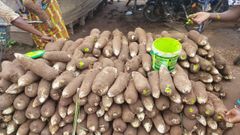 Fresh yam - Image 2