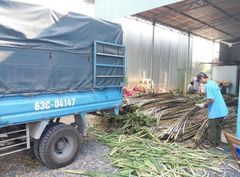 Vietnam Fresh Sugarcane Frozen for Exporting - Image 2