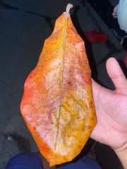 DRIED CATTAPA LEAVES/ INDIAN ALMOND LEAVES - Image 2