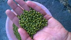Green Mung Beans – product photo 1, product detail gallery